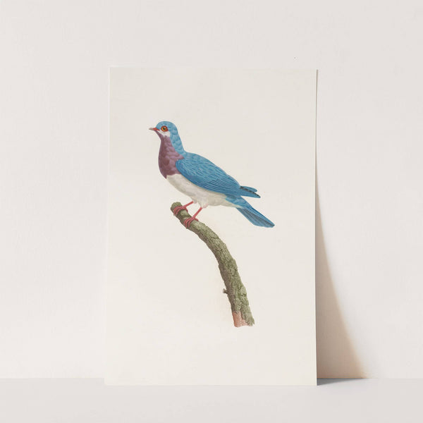 Les pigeons Pl.49 by Coenraad Jacob Temminck