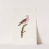 Les pigeons Pl.50 by Coenraad Jacob Temminck