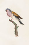 Les pigeons Pl.54