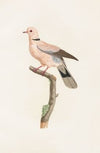 Les pigeons Pl.56
