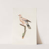 Les pigeons Pl.56 by Coenraad Jacob Temminck