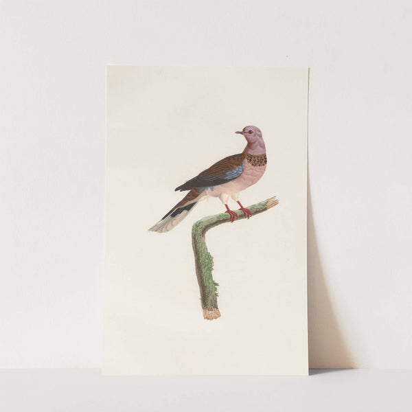 Les pigeons Pl.57 by Coenraad Jacob Temminck