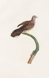 Les pigeons Pl.59
