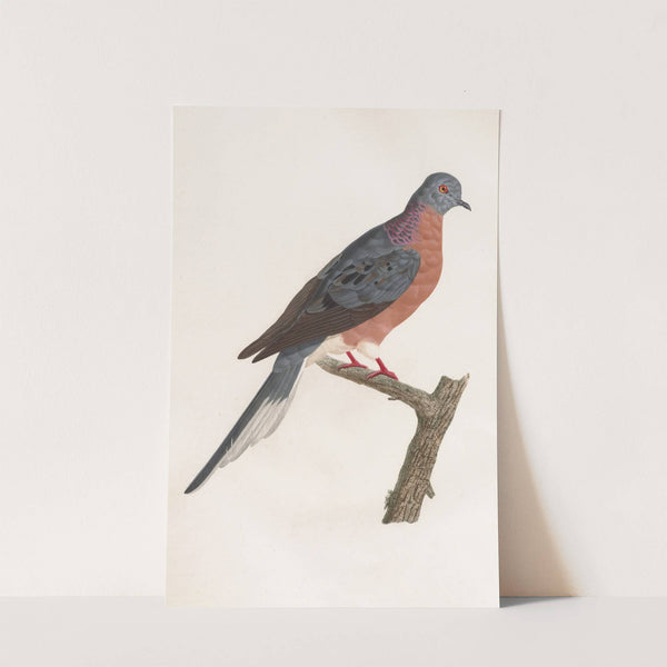 Les pigeons Pl.60 by Coenraad Jacob Temminck