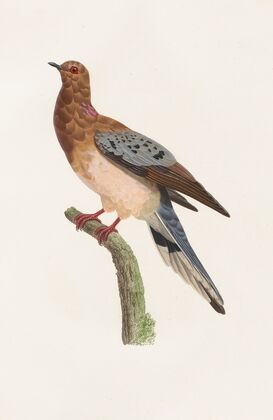 Les pigeons Pl.61