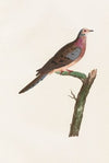 Les pigeons Pl.62