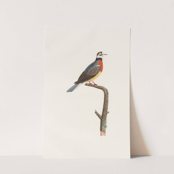 Les pigeons Pl.63 by Coenraad Jacob Temminck