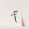 Les pigeons Pl.65 by Coenraad Jacob Temminck