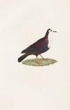 Les pigeons Pl.67