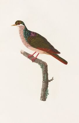 Les pigeons Pl.68