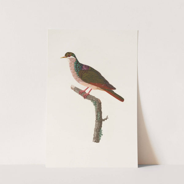 Les pigeons Pl.68 by Coenraad Jacob Temminck