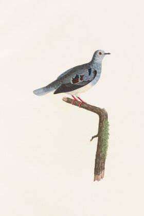 Les pigeons Pl.69