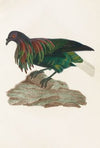Les pigeons Pl.73