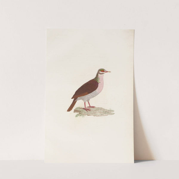 Les pigeons Pl.75 by Coenraad Jacob Temminck