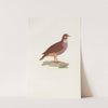 Les pigeons Pl.76 by Coenraad Jacob Temminck