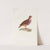 Les pigeons Pl.76 by Coenraad Jacob Temminck