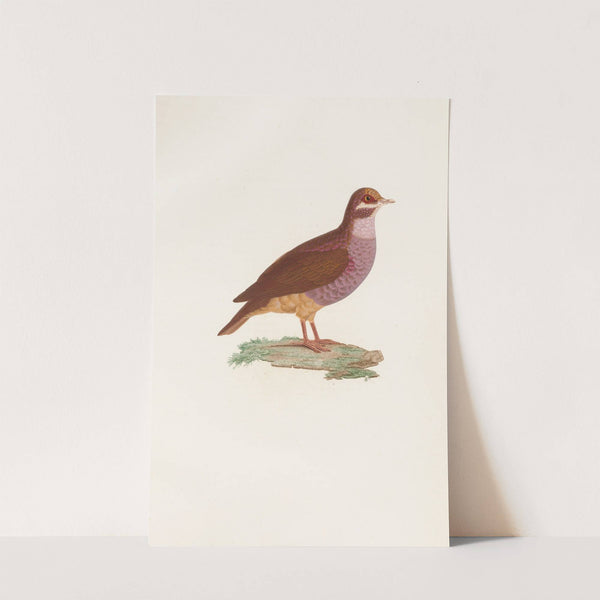 Les pigeons Pl.76 by Coenraad Jacob Temminck