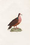 Les pigeons Pl.78