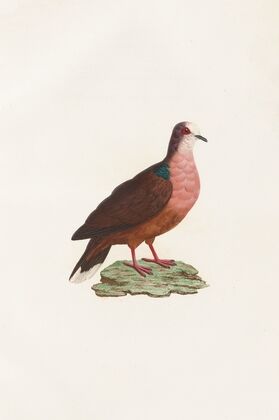 Les pigeons Pl.78