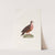 Les pigeons Pl.78 by Coenraad Jacob Temminck