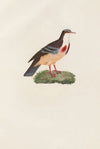 Les pigeons Pl.79