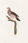 Les pigeons Pl.81