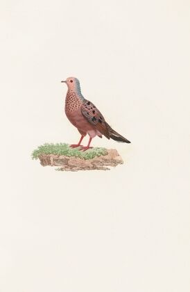 Les pigeons Pl.85