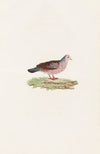 Les pigeons Pl.87