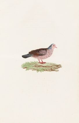 Les pigeons Pl.87