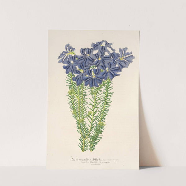 Leschenaultia biloba by Charles Antoine Lemaire