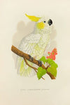 Lesser Lemon-Crested Cockatoo (1884-1887)
