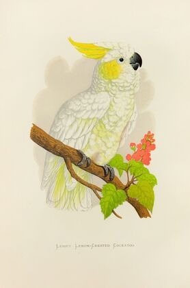 Lesser Lemon-Crested Cockatoo (1884-1887)