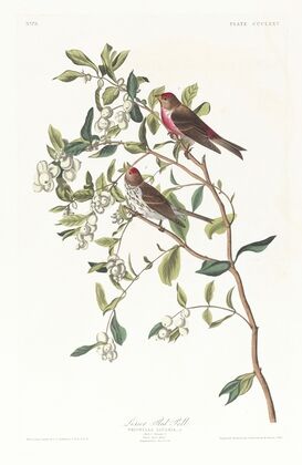 Lesser red-poll