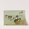 Lesser Scaup Duck, Scaup Duck (1922-1926) by Allan Brooks
