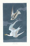 Lesser tern
