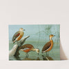 Lesser Whistling Teal, Wandering Tree Duck, Fulvous Tree Duck by Louis Agassiz Fuertes