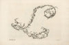 Letter L (1745-1765)