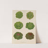 Lettuces – Cabbage Varieties (1876-1886) by Ernst Benary