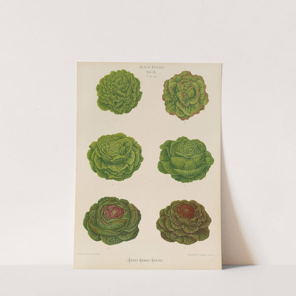 Lettuces – Cabbage Varieties (1876-1886) by Ernst Benary