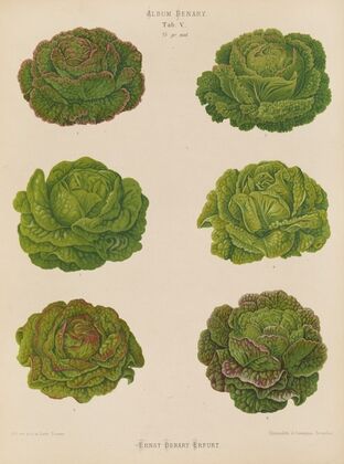 Lettuces – Cabbage Varieties (1876-1886)
