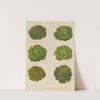 Lettuces – Cabbage Varieties (1876-1886) by Ernst Benary
