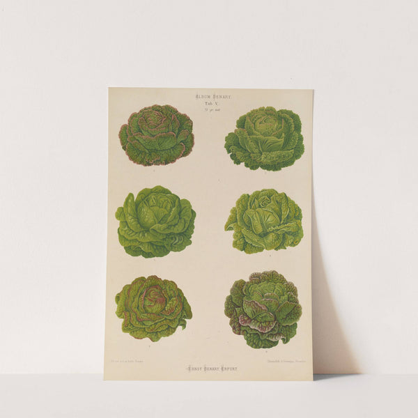 Lettuces – Cabbage Varieties (1876-1886) by Ernst Benary