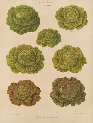 Lettuces – Cabbage Varieties (1876-1886)