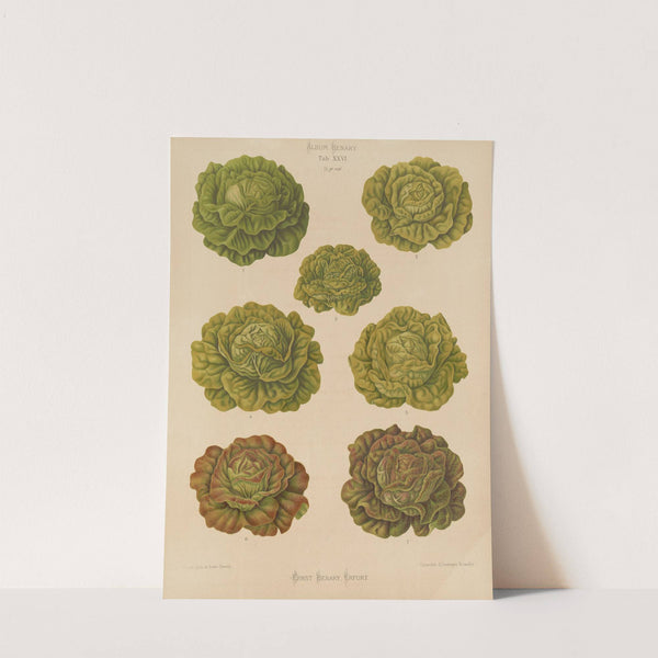 Lettuces – Cabbage Varieties (1876-1886) by Ernst Benary