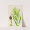Leucadendron Stokoei. (Female) by Illtyd Buller Pole-Evans