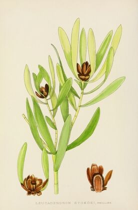 Leucadendron Stokoei