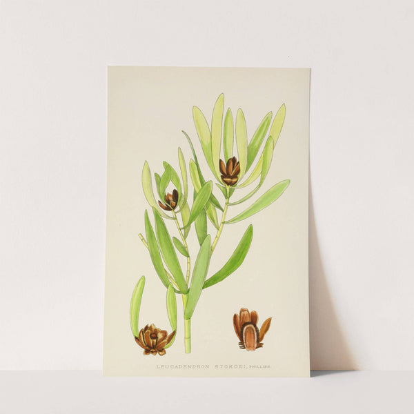 Leucadendron Stokoei by Illtyd Buller Pole-Evans