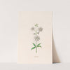 Leucojum (1692) by Magdelena Rosina Funck