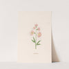 Leucojum (1692) by Magdelena Rosina Funck