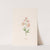 Leucojum (1692) by Magdelena Rosina Funck